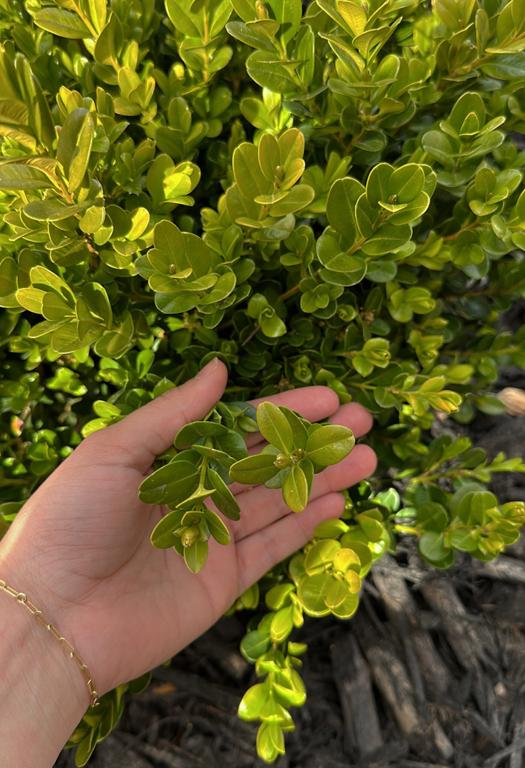 Close up of boxwood leaves and new growth on landscaping.