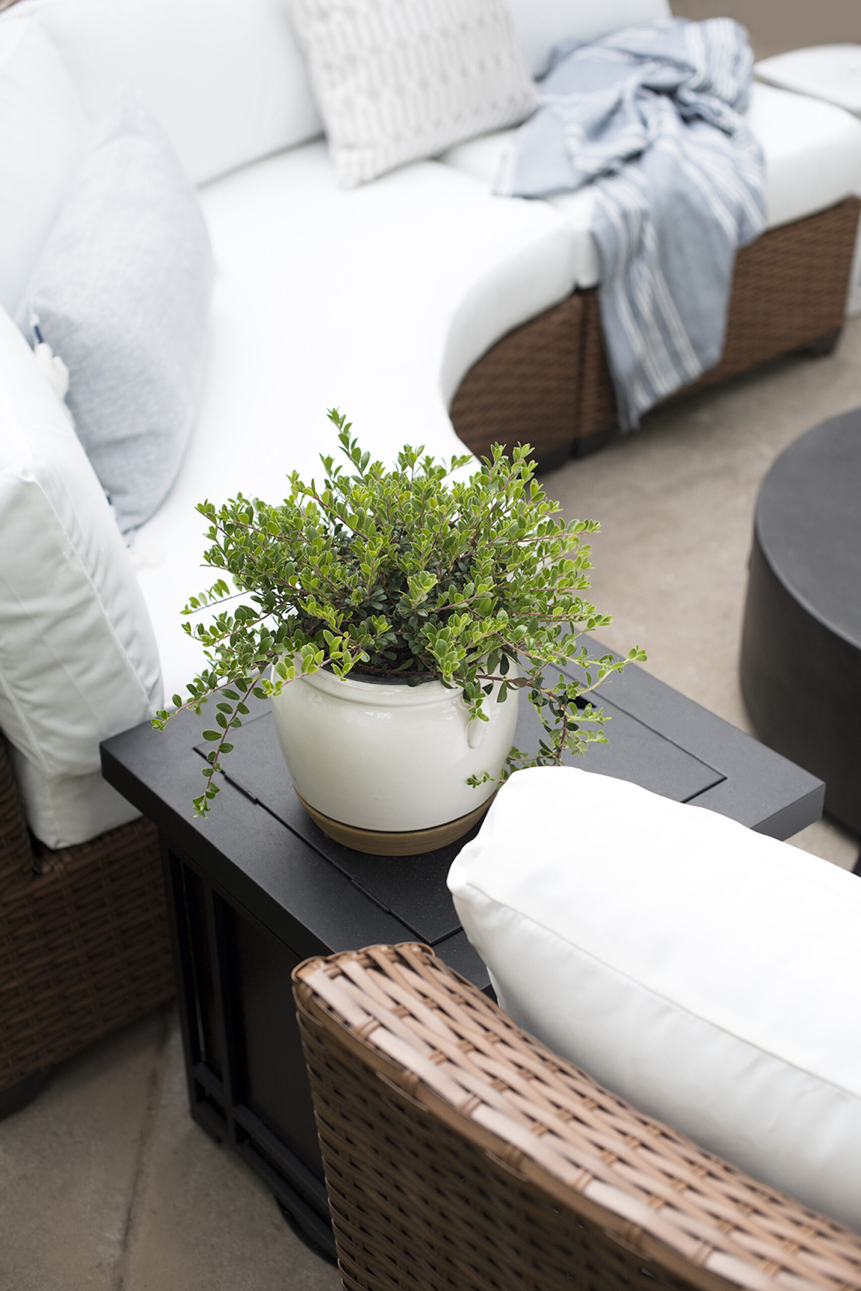 Photo of a curved outdoor seating area around a fire pit on a patio with a boxwood planted in a white planter sitting atop a black side table. 