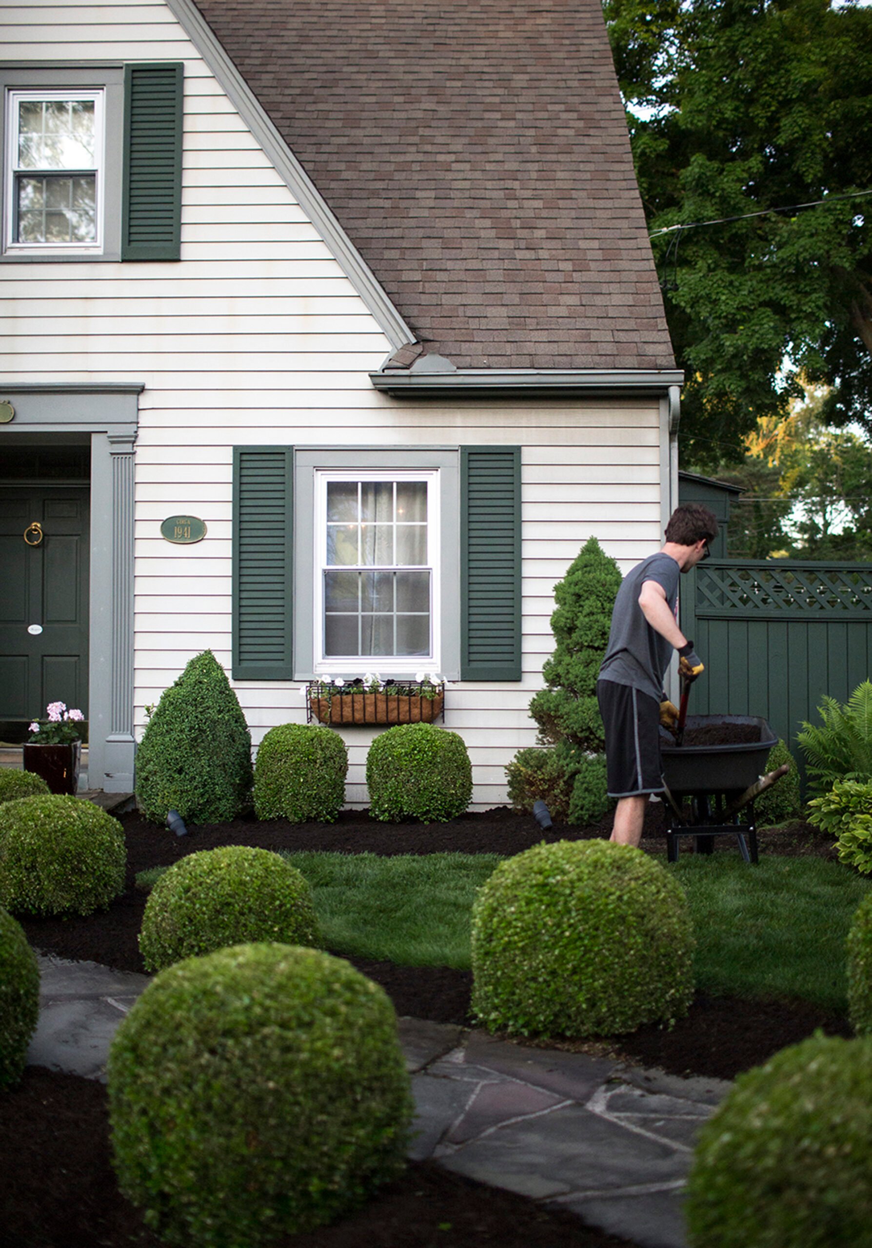 Photo of man mulching exterior landscaping and rows of boxwoods on front lawn of historic tudor home with green shutters. 