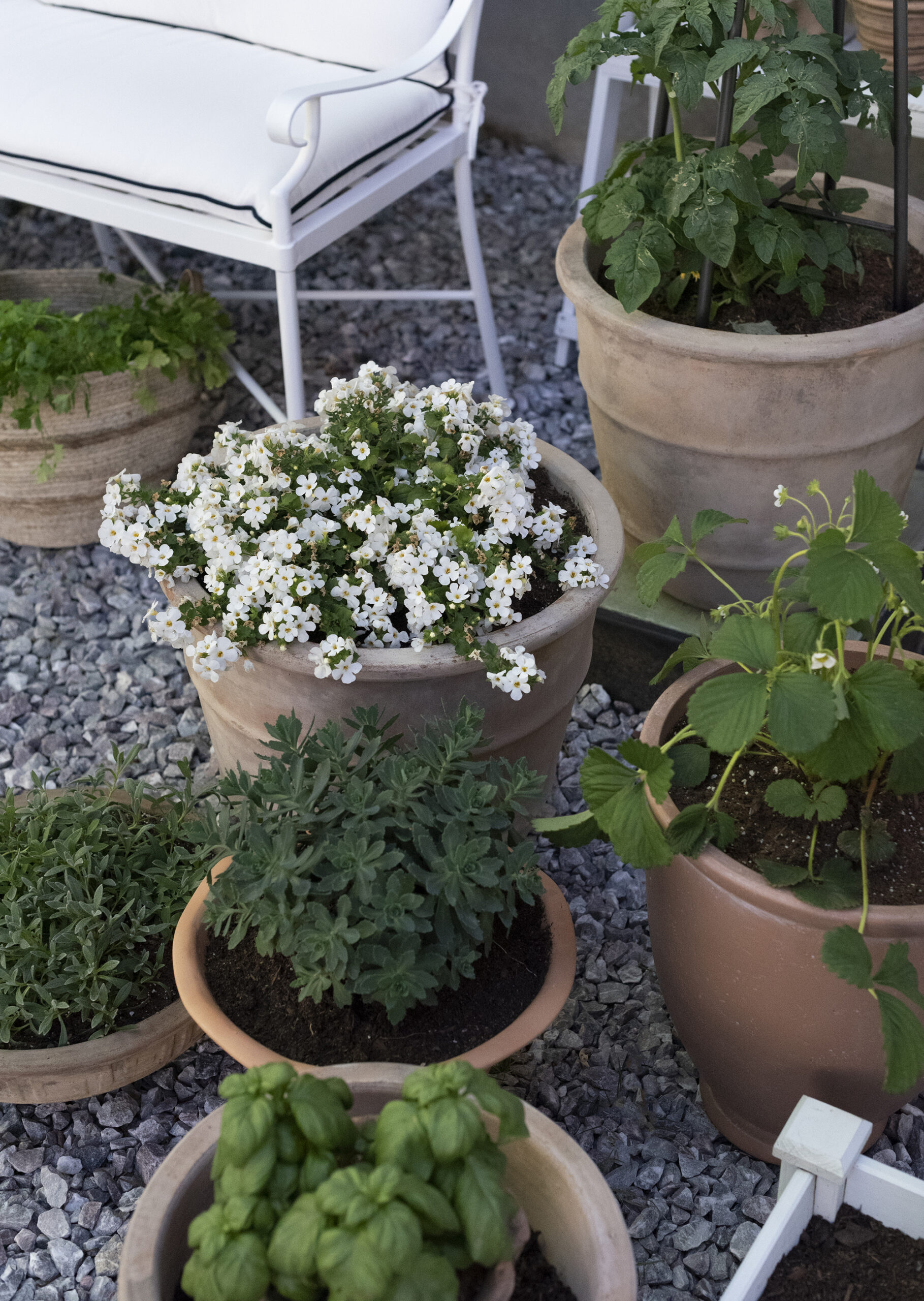 Classic Terracotta Planters in Potted Garden
