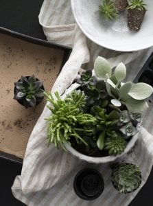 Succulent Arrangement DIY - roomfortuesday.com
