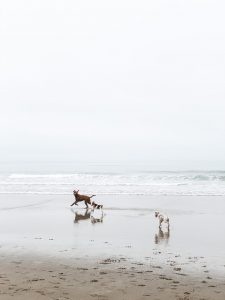 Vacation Scenes : Oregon - roomfortuesday.com