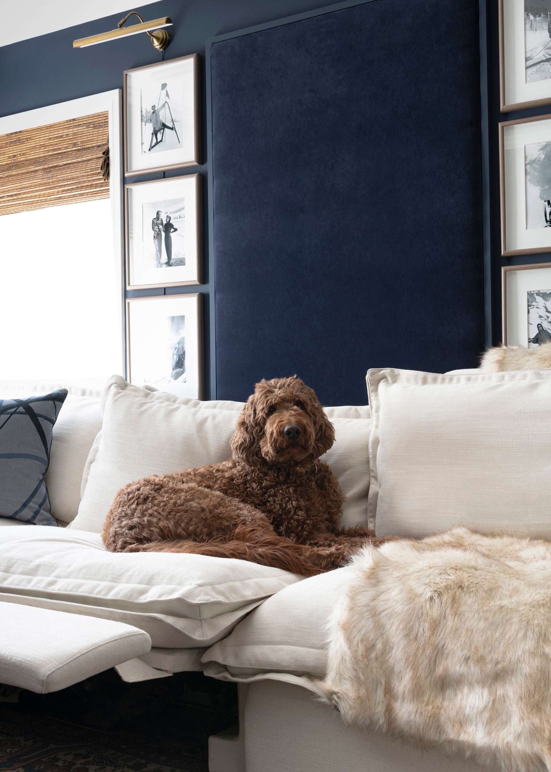 Doodle on sectional in basement media room with acoustic wall panels