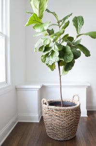 How to Repot a Fiddle Leaf Fig Tree