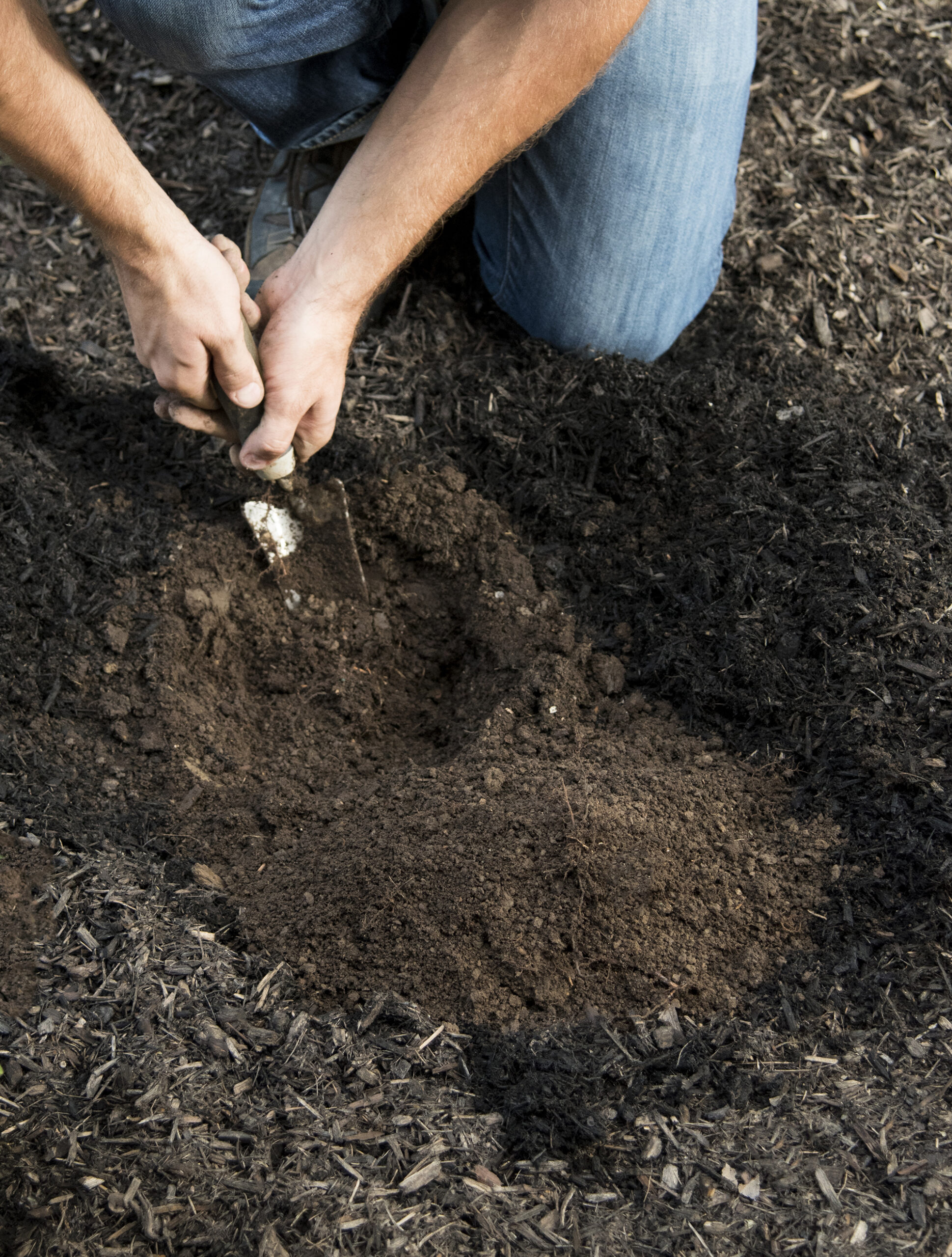Digging and planting boxwoods in rich, dense soil for healthy plants that thrive.