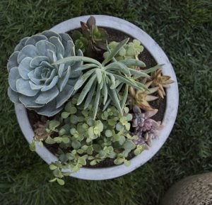 Outdoor Succulent Planter DIY - roomfortuesday.com