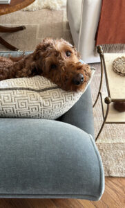 2023 Amazon Prime Day Picks - roomfortuesday.com