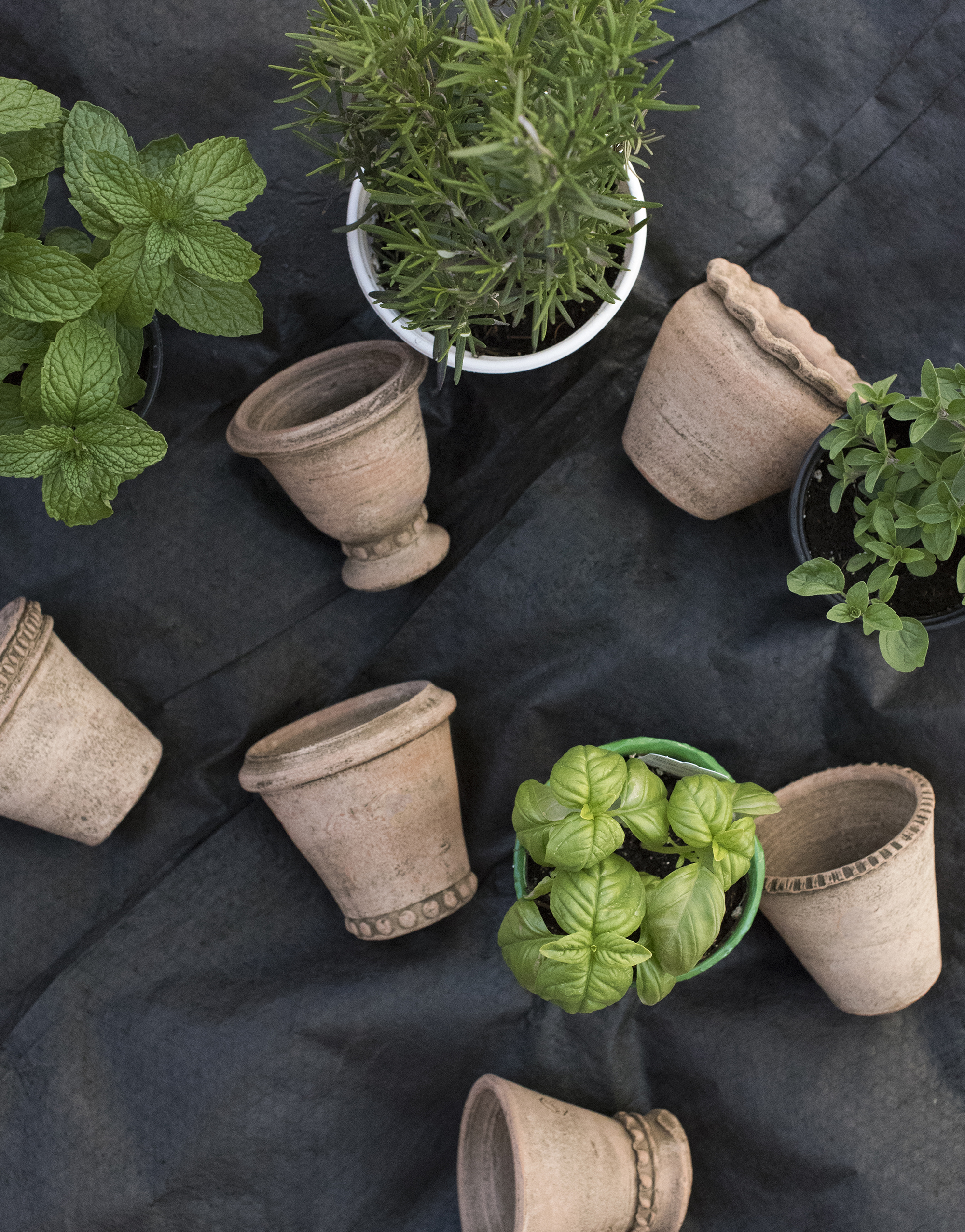Small terracotta planters for herbs