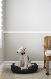 Amazon Finds : Dog Beds - roomfortuesday.com