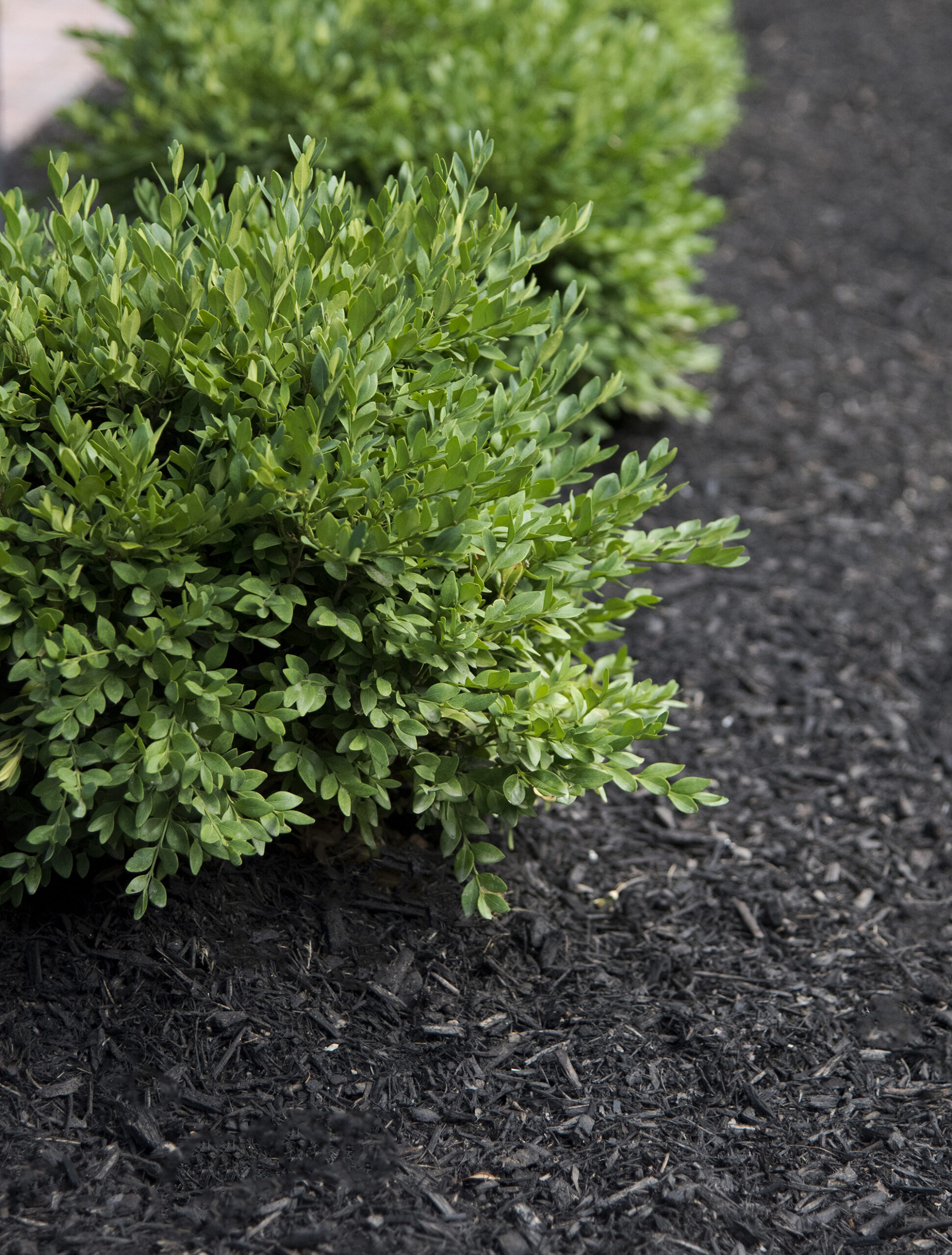 Close up photo of row of boxwoods planted along sidewalk, with tips on when and how to fertilize them for growth and longevity.