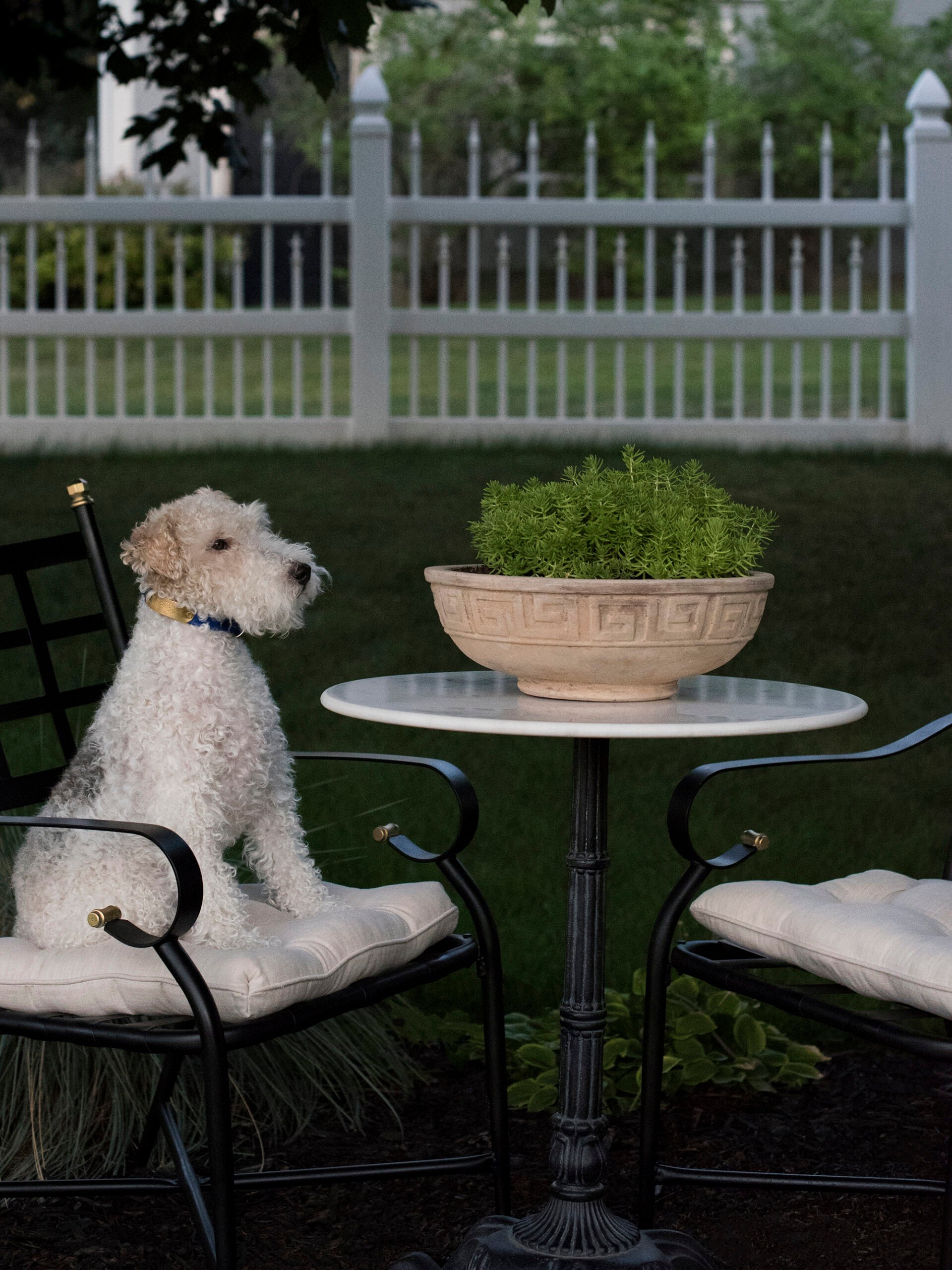 Wire fox terrier dog sitting at iron bistro set in yard
