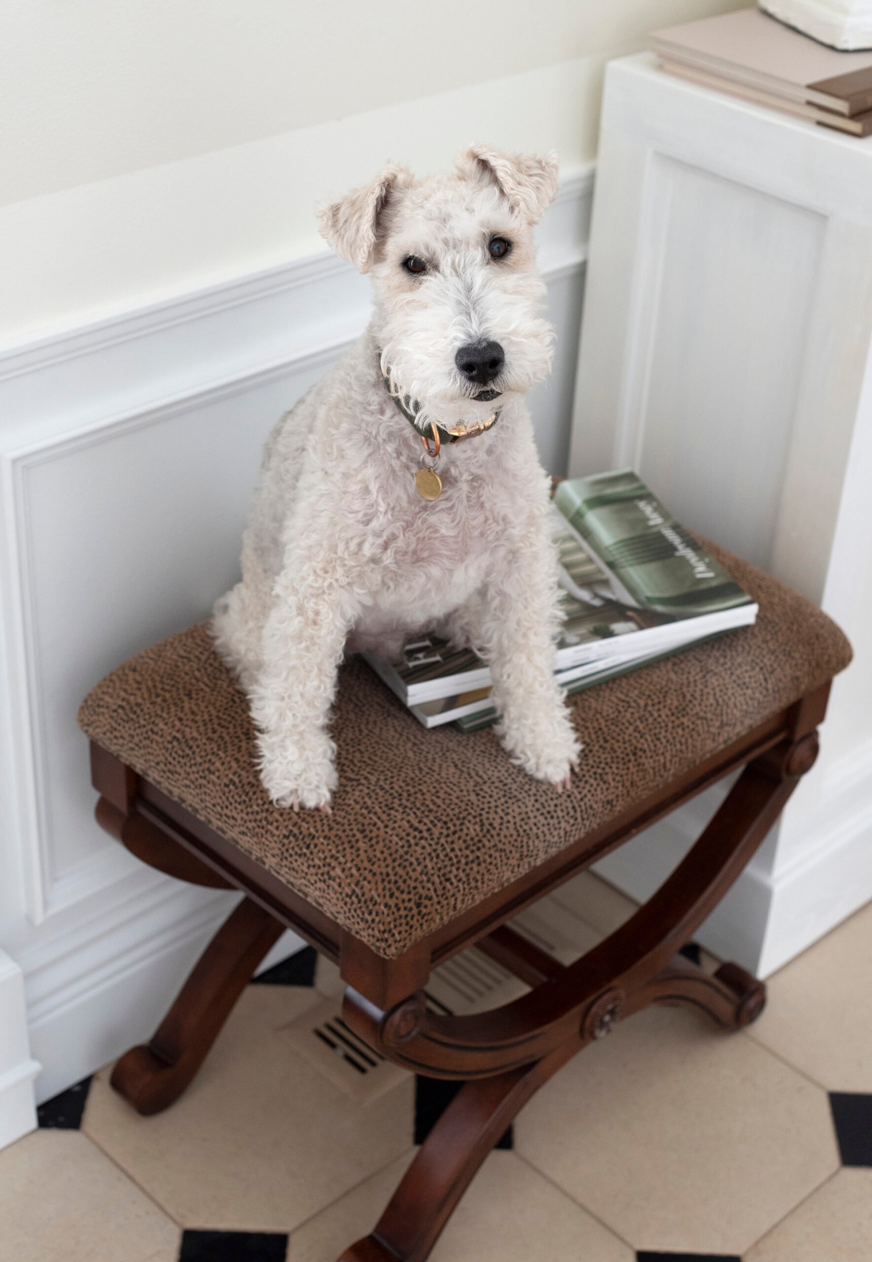 Wire fox terrier on animal print ottoman